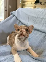 Jabba - AKC Registered, a male French Bulldog for sale in New London, NC – 9 of 9