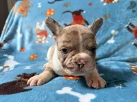 Jabba, a male French Bulldog for sale in New London, NC – 6 of 9