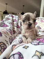 Leia, a female French Bulldog for sale in New London, NC – 2 of 10