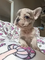 Leia, a female French Bulldog for sale in New London, NC – 10 of 10
