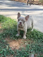 Grogu - AKC Registered, a male French Bulldog for sale in New London, NC – 2 of 10