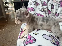 Leia, a female French Bulldog for sale in New London, NC – 9 of 10