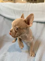 Grogu - AKC Registered, a male French Bulldog for sale in New London, NC – 8 of 10