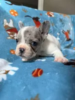 Chewie, a male French Bulldog for sale in New London, NC – 6 of 10