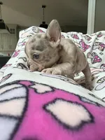 Leia, a female French Bulldog for sale in New London, NC – 6 of 10