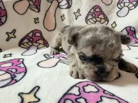 Rey, a female French Bulldog for sale in New London, NC – 3 of 10