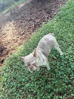Pluto - AKC Registered, a female French Bulldog for sale in New London, NC – 3 of 6