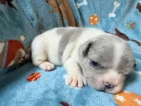 Chewie, a male French Bulldog for sale in New London, NC – 8 of 10