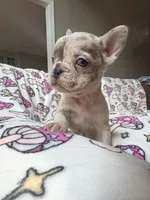 Leia, a female French Bulldog for sale in New London, NC – 7 of 10