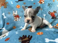 Chewie, a male French Bulldog for sale in New London, NC – 8 of 10