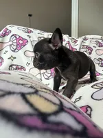 Yoda, a female French Bulldog for sale in New London, NC – 2 of 10