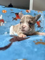 Jabba, a male French Bulldog for sale in New London, NC – 9 of 9