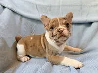 Jabba - AKC Registered, a male French Bulldog for sale in New London, NC – 7 of 9