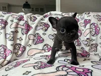 Yoda, a female French Bulldog for sale in New London, NC – 5 of 10