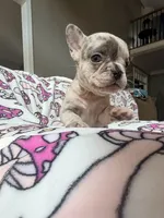 Leia, a female French Bulldog for sale in New London, NC – 4 of 10
