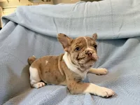 Jabba - AKC Registered, a male French Bulldog for sale in New London, NC – 4 of 9