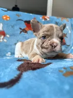 Jabba, a male French Bulldog for sale in New London, NC – 8 of 9