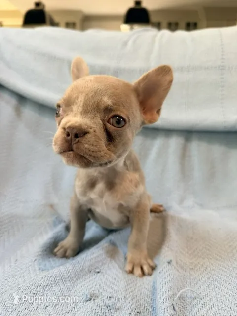 Grogu – French Bulldog puppy for sale in New London, NC