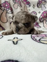 Rey, a female French Bulldog for sale in New London, NC – 1 of 10
