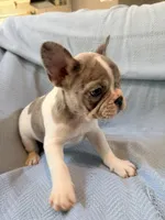 Chewie - AKC Registered, a male French Bulldog for sale in New London, NC – 3 of 10
