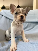 Chewie - AKC Registered, a male French Bulldog for sale in New London, NC – 5 of 10