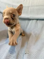 Grogu - AKC Registered, a male French Bulldog for sale in New London, NC – 9 of 10