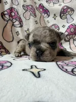 Rey, a female French Bulldog for sale in New London, NC – 5 of 10