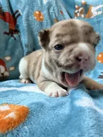 Jabba, a male French Bulldog for sale in New London, NC – 5 of 10