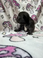Yoda, a female French Bulldog for sale in New London, NC – 8 of 10