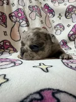 Rey, a female French Bulldog for sale in New London, NC – 8 of 10