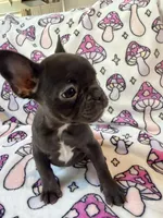 Yoda - AKC Registered, a female French Bulldog for sale in New London, NC – 4 of 7