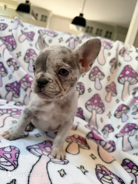 Leia – French Bulldog puppy for sale in New London, NC