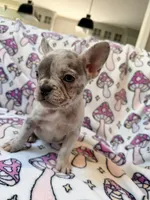 Leia - AKC Registered, a female French Bulldog for sale in New London, NC – 1 of 10