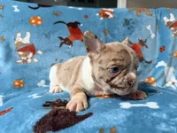 Jabba, a male French Bulldog for sale in New London, NC – 5 of 9