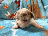 Jabba, a male French Bulldog for sale in New London, NC – 10 of 10