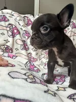 Yoda, a female French Bulldog for sale in New London, NC – 3 of 10
