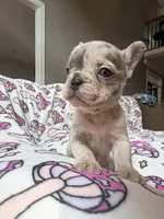 Leia, a female French Bulldog for sale in New London, NC – 8 of 10