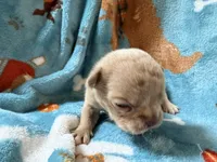Grogu, a male French Bulldog for sale in New London, NC – 4 of 9