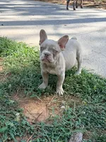 Grogu - AKC Registered, a male French Bulldog for sale in New London, NC – 1 of 10