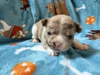 Jabba, a male French Bulldog for sale in New London, NC – 6 of 10