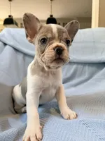 Chewie - AKC Registered, a male French Bulldog for sale in New London, NC – 4 of 10