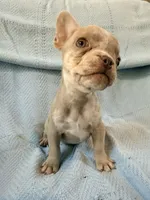 Grogu - AKC Registered, a male French Bulldog for sale in New London, NC – 2 of 10