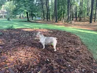 Pluto - AKC Registered, a female French Bulldog for sale in New London, NC – 5 of 6