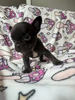 Yoda, a female French Bulldog for sale in New London, NC – 10 of 10