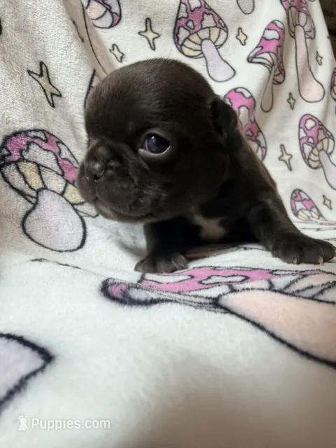 Yoda – French Bulldog puppy for sale in New London, NC