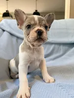 Chewie - AKC Registered, a male French Bulldog for sale in New London, NC – 7 of 10