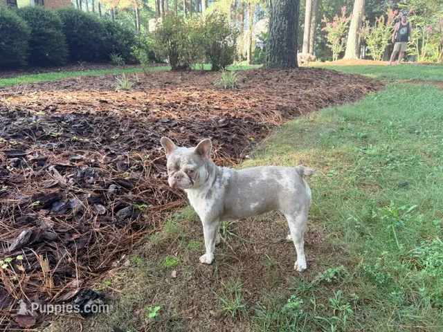 Pluto - AKC Registered – French Bulldog puppy for sale in New London, NC