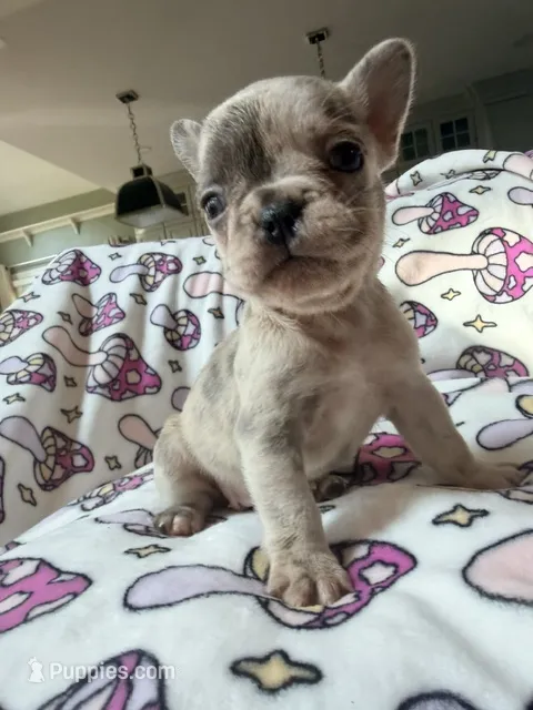 Leia – French Bulldog puppy for sale in New London, NC