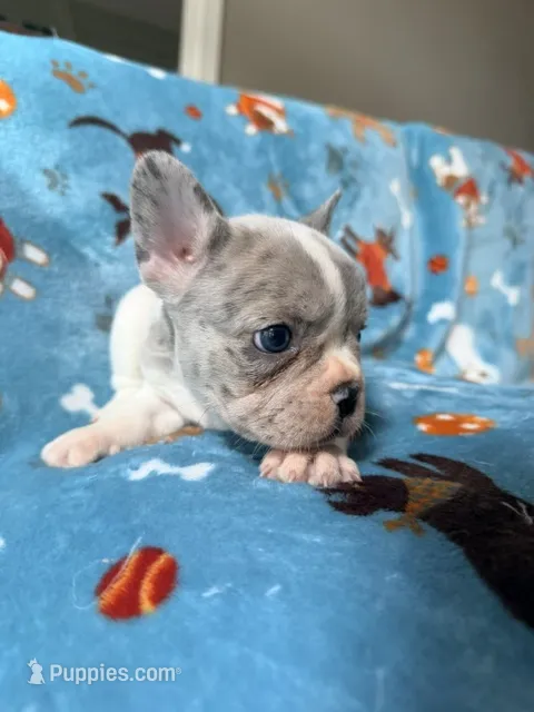 Chewie – French Bulldog puppy for sale in New London, NC