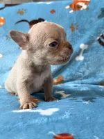 Grogu, a male French Bulldog for sale in New London, NC – 9 of 10